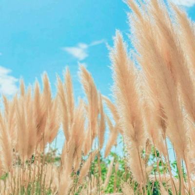 我的小公主精灵森林游戏下载